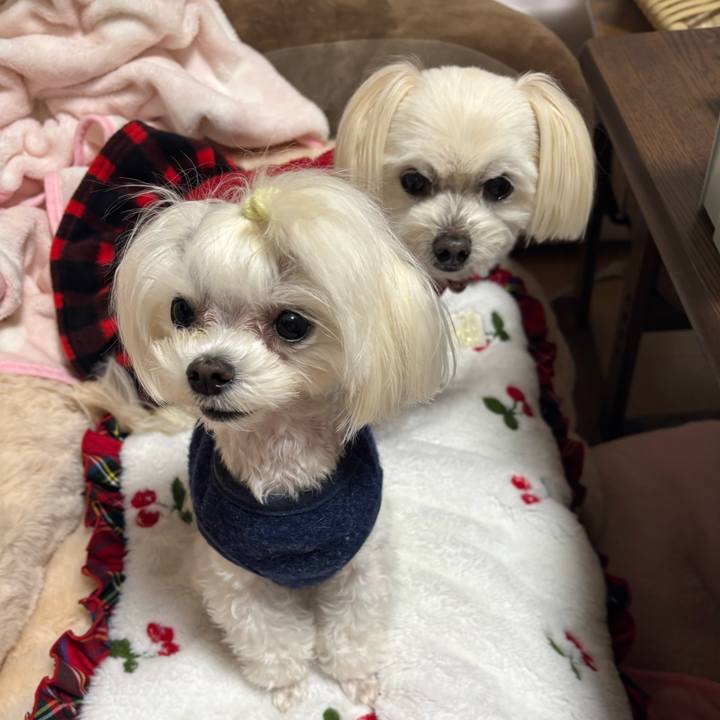 A71e1033 b1b1 4f7a b713 53ca2b127a92 1740049866769