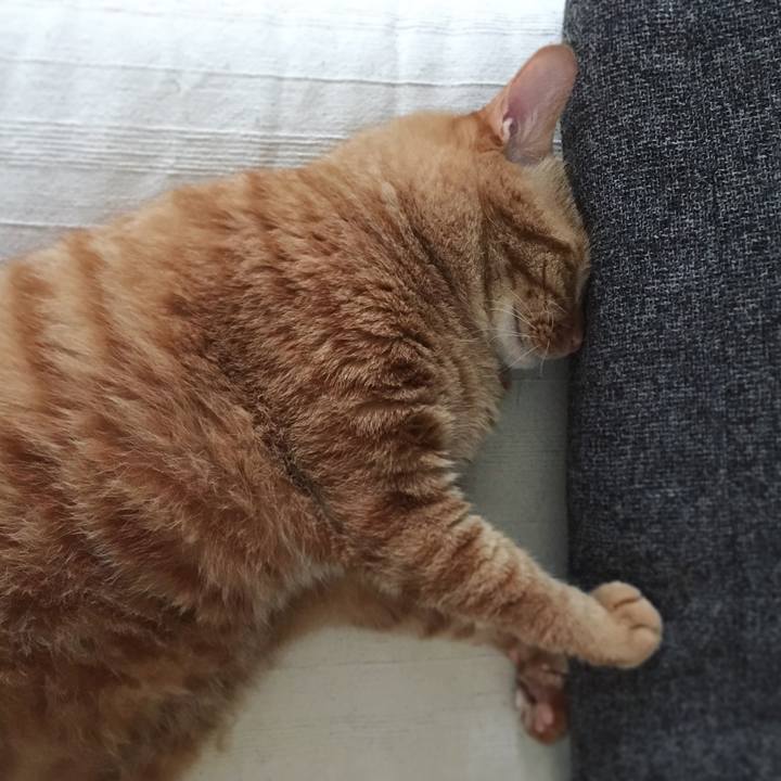 A71f0a62 1332 4db9 b5d8 08dcc80e40e4 1594208101018