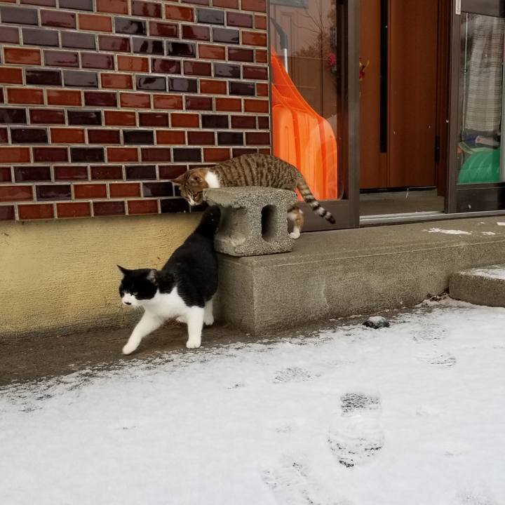 A7201685 f0ea 46f9 9599 58feea433aad 1606916355543