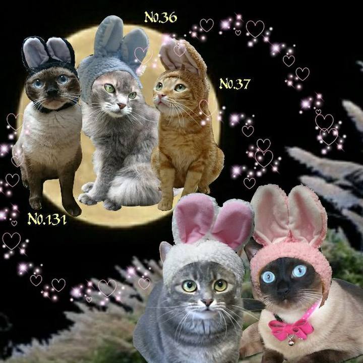 A7207480 3cc2 49e9 8c23 5173f6c08054 1537102204417