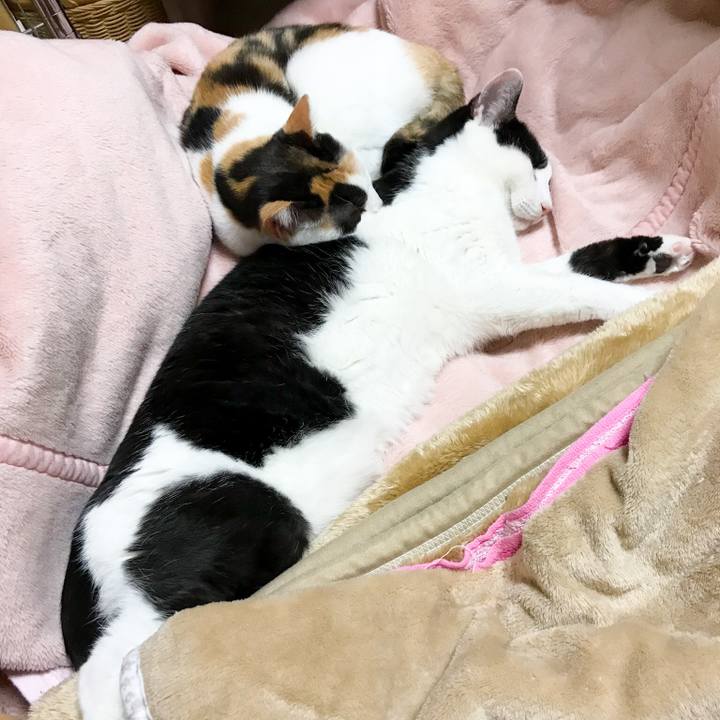 A721a9a2 03db 4a6e b664 1958aac15c77 1512658012432