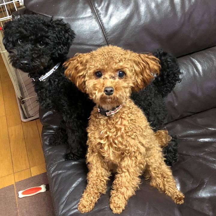 A721e58e e3e0 4234 b47a f8e441ce2575 1511257270620