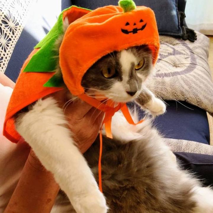 A7230f2e 50b7 473f b2b1 698fbc53a7f3 1725777921194