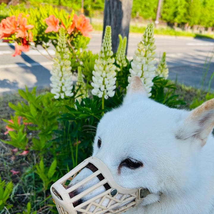 A7245103 411c 4c77 ada8 f166b4f2763f 1717365727487