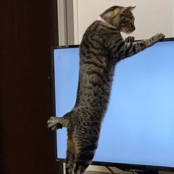 A7277173 1d16 4b98 b7b5 5ca1fb8f2bd2 1616205427584