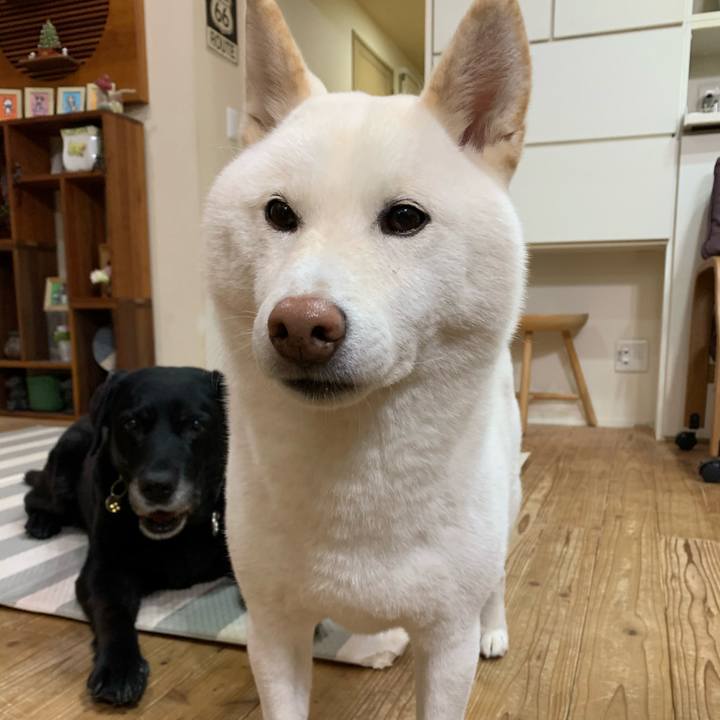 A72836ff 0c90 4553 9d45 78829213598c 1575801456275