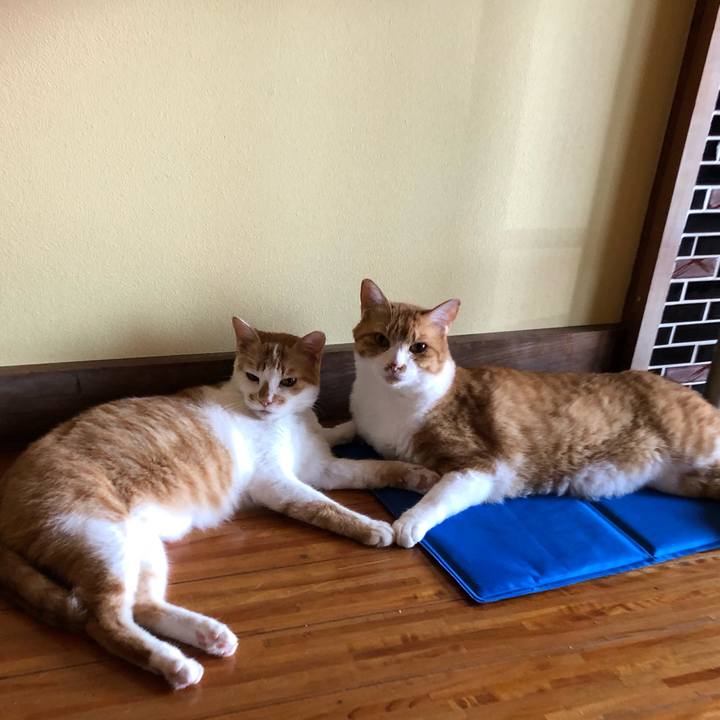 A72b4681 964b 453a 88ee a57ec0dc3cc9 1627221778381