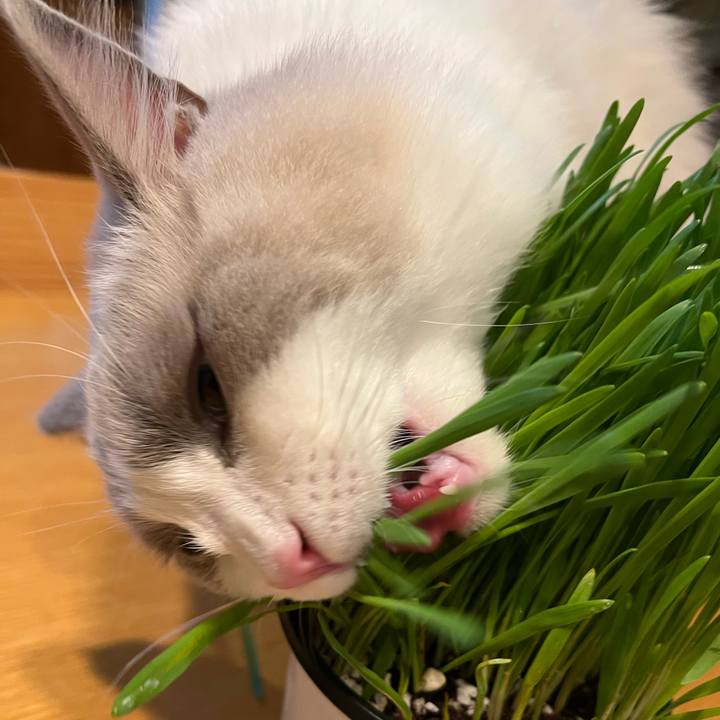 A72c7eab 8cd2 4736 a8e1 dd77baaf838c 1638832834555