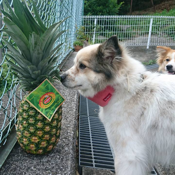 A72d975c f51d 427c 95d5 7203dff9a7a0 1534375710403