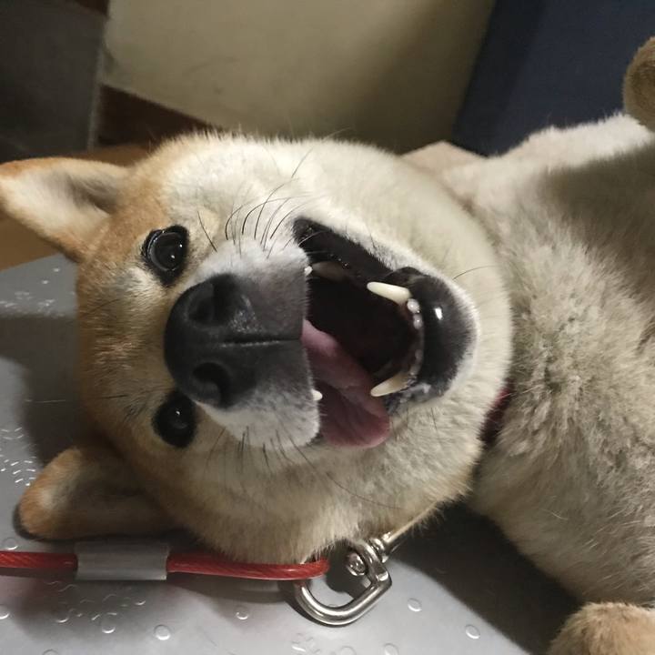 A72d9fbc d791 467d a14d 9ff9094d3cde 1539699199755