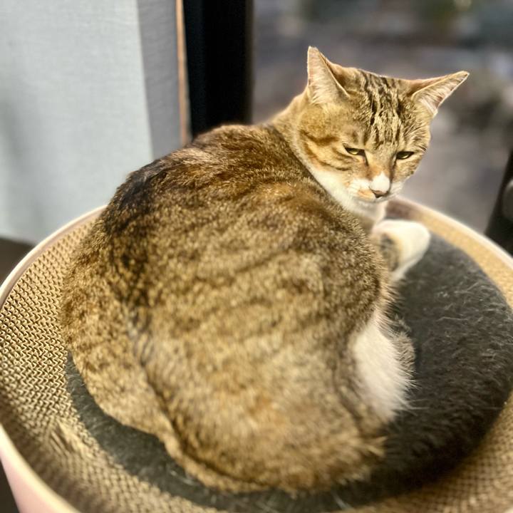 A72e051c c556 41a9 9508 a323f124ac04 1764763851050