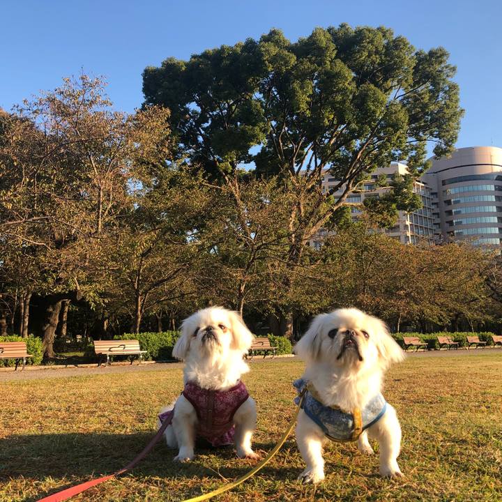 A72f7a9c d91d 4f7b a3bd b56f92d341f1 1540854622330