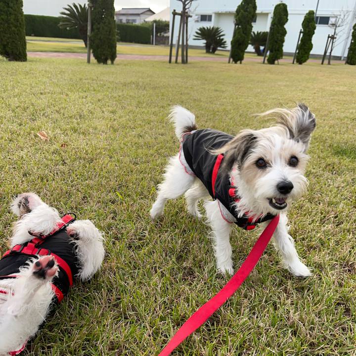 A731e854 c7a3 426d 9758 6690ed600273 1763443285725