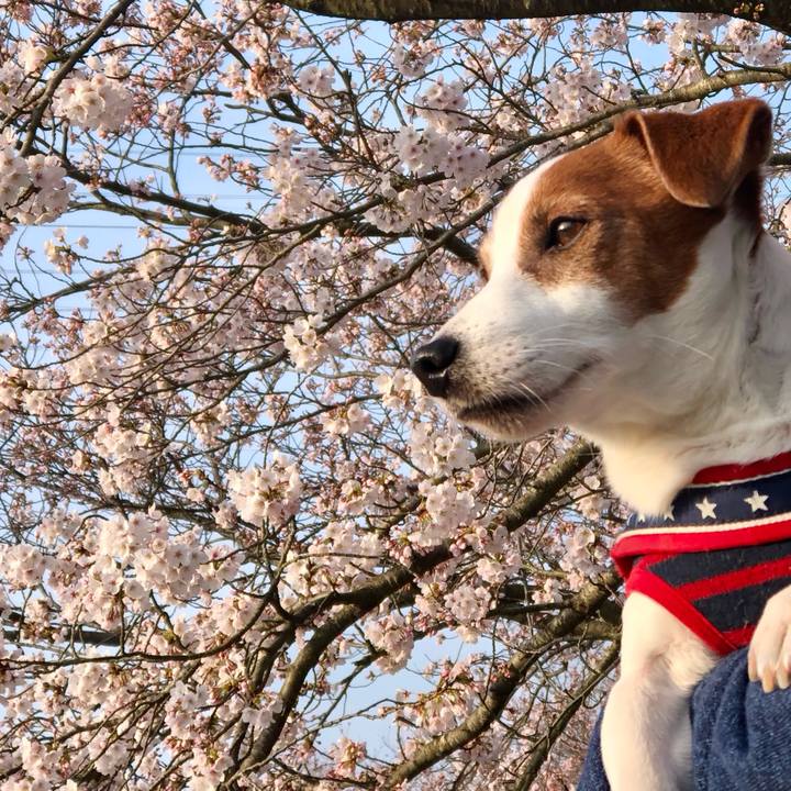 A732162d 39a0 4455 a41d 0b32a4269eab 1712491038340