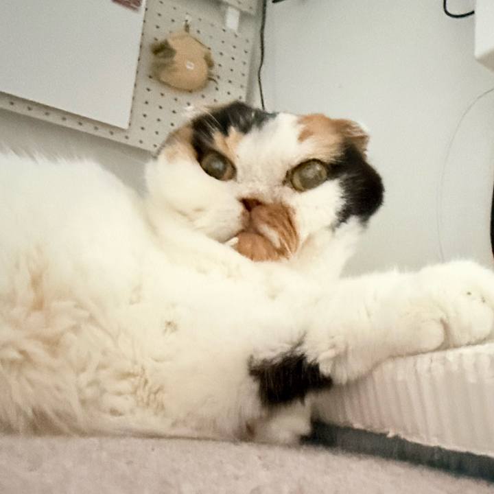 A7321e59 8263 4811 89e7 8e02e51f698e 1765225973068