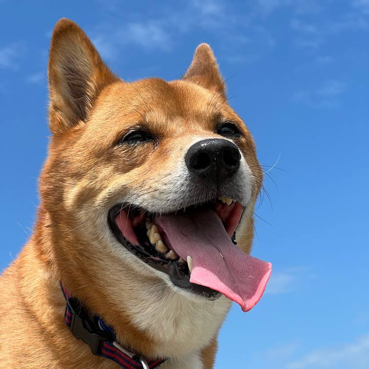 A738d86f 1e09 49f0 af9d ca83a07c0f0c 1657980702668