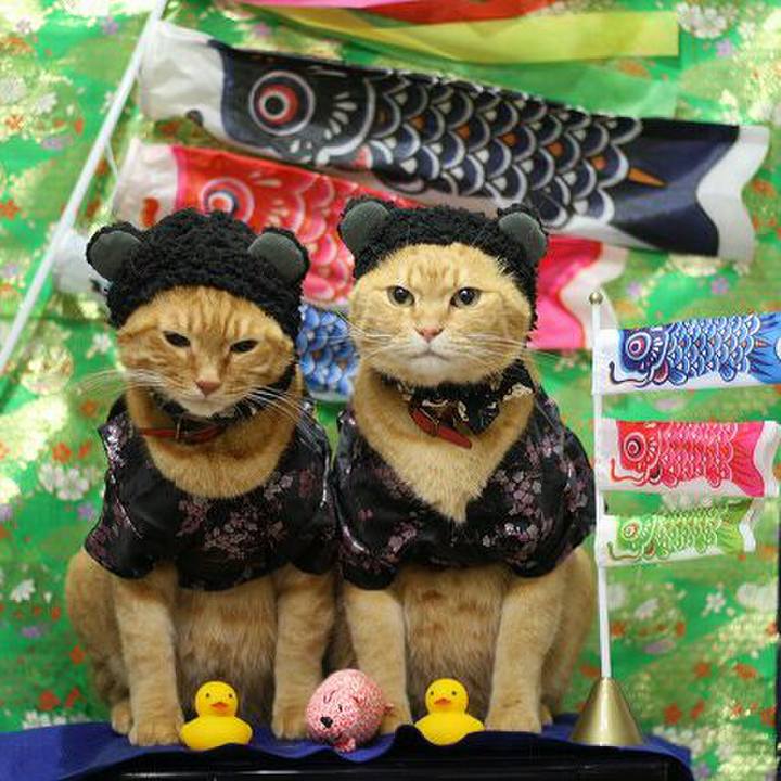 A73cdb7b a7d5 46d3 8f56 bb450ce5b38d 1525396763603