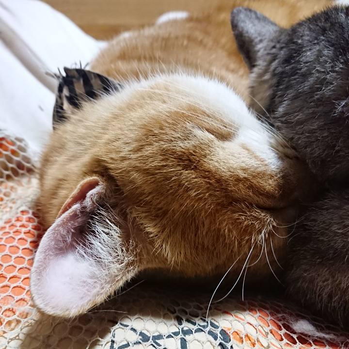 A741833f 16aa 48e3 ace6 6c3a030c720e 1574857228541