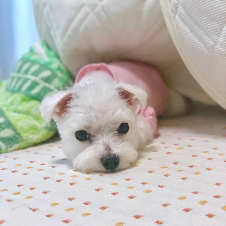 A7432600 1e25 4623 af92 462dbb04b2d7 1561767395443