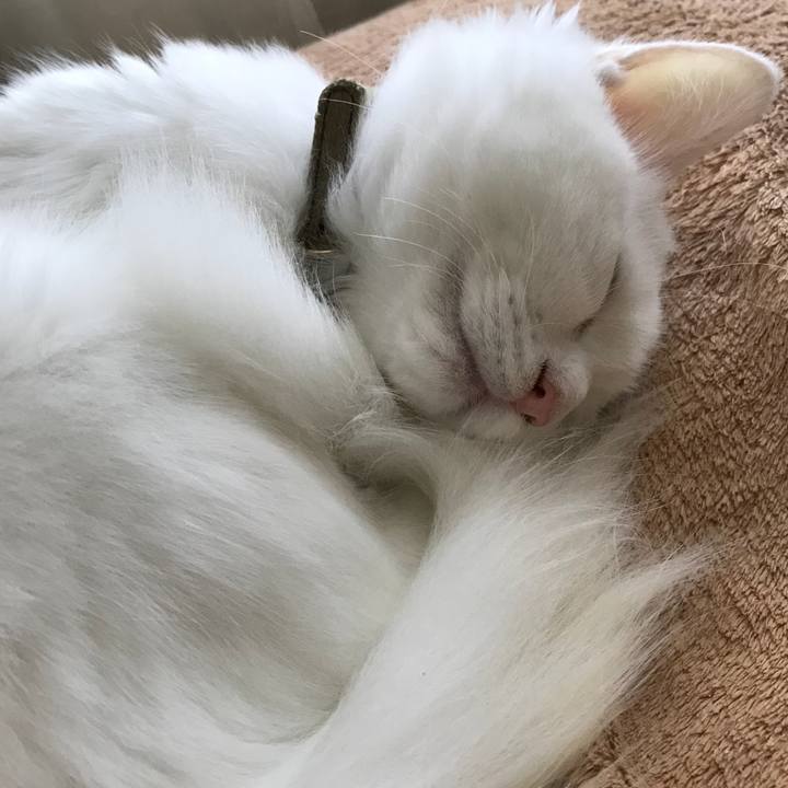 A74499f8 2d51 40a2 a940 8eb1ab995ce4 1509927601634