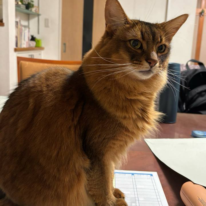 A74686b1 8016 4cc4 b55e 8009c725395a 1765270771925