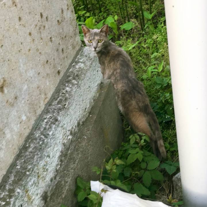 A7470c0c 949a 4243 ba1f b5ca272fef54 1528017078275