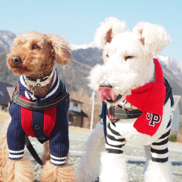 A74766d0 f7e0 4cf4 9e84 b9731b7dd787 1549104940241