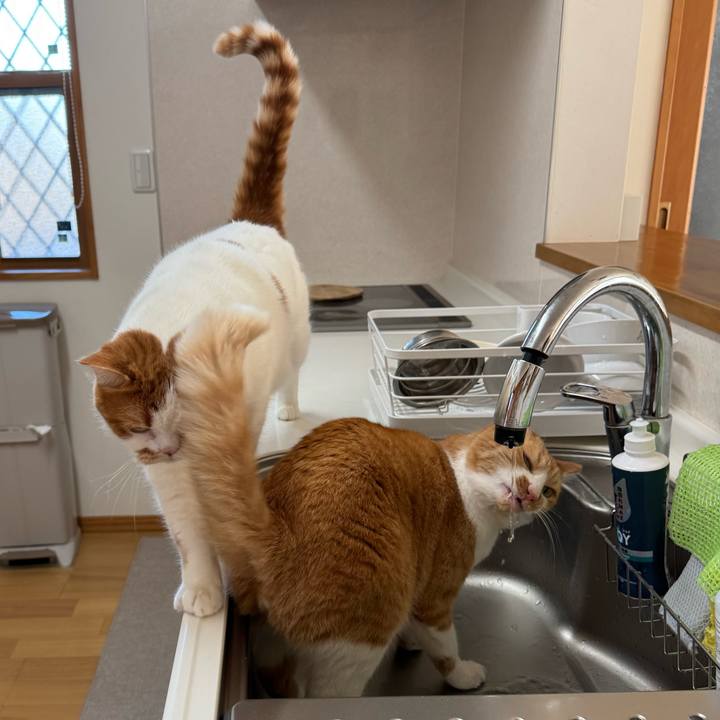 A7486914 9d75 46a1 8fd0 2ba795e110f8 1765334532445