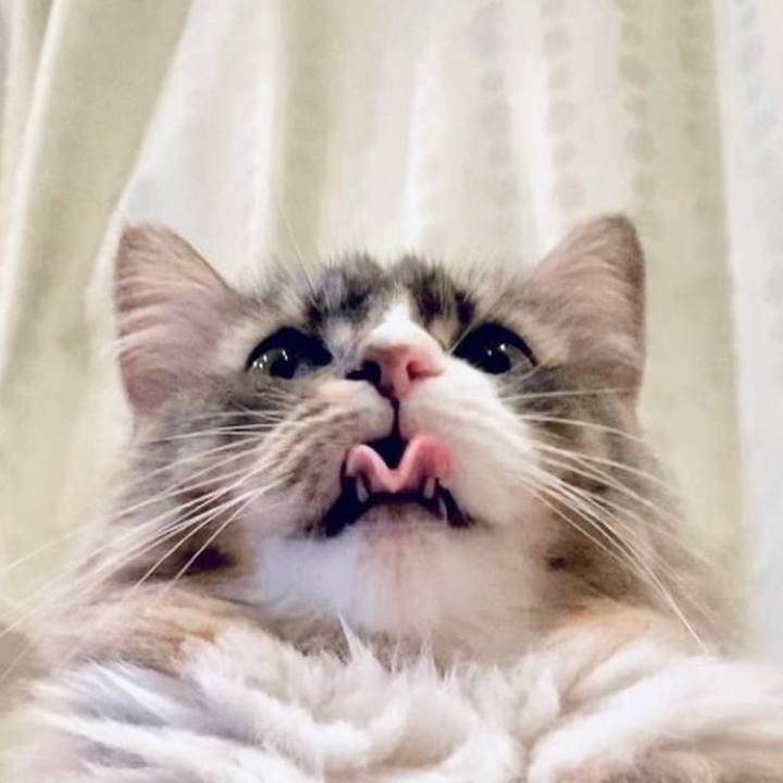 A7488d32 8ad0 4961 9798 e43a32eade9b 1765726204332