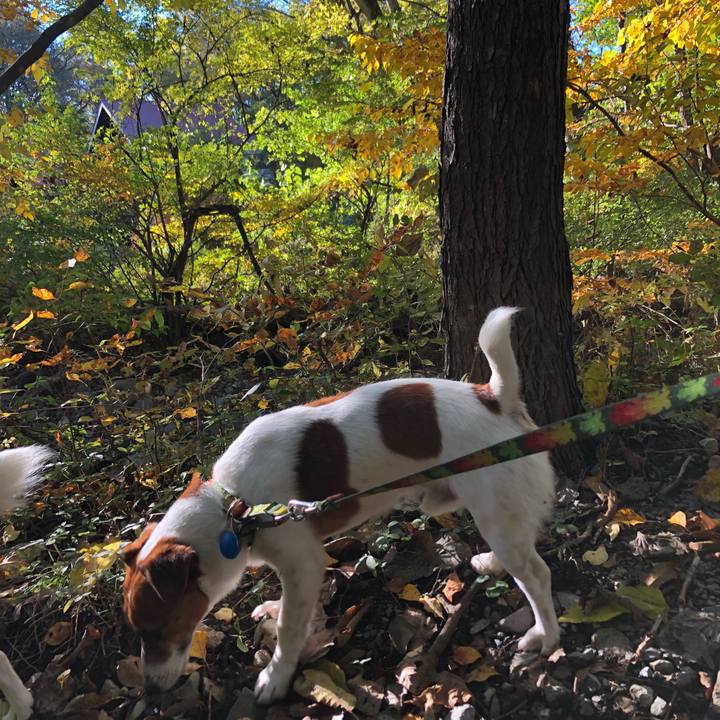 A74afc8c bcfe 43fc 9ab2 ecbf9ed8c802 1540634137235