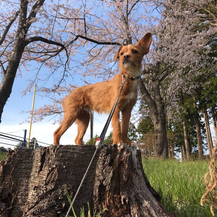 A74b7212 6ff3 4ff9 bee6 9461b1ec810c 1555890104561