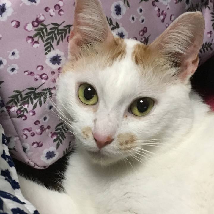 A74dded3 723e 4f06 b34e 1714ee710dd9 1564757376151