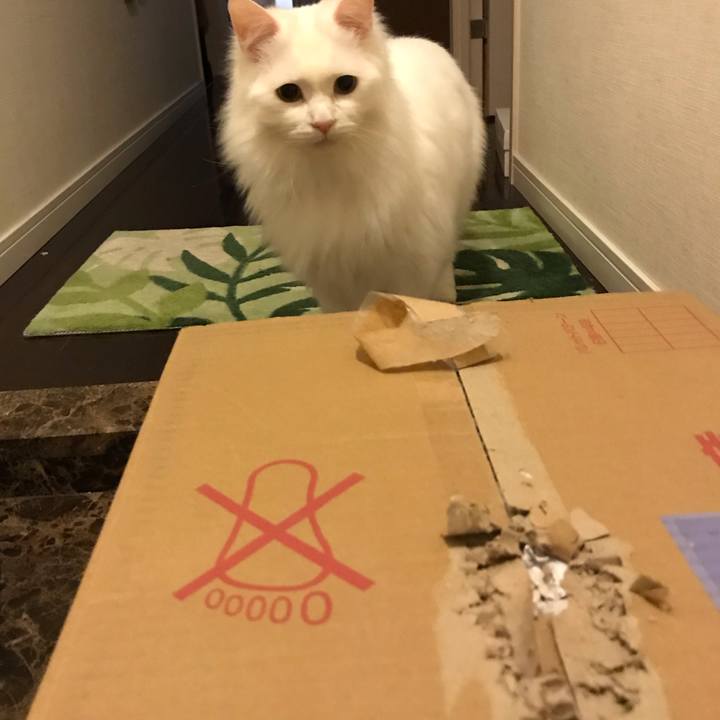 A74e253e 9c05 460b a585 ece7efe3eb6a 1549627771279