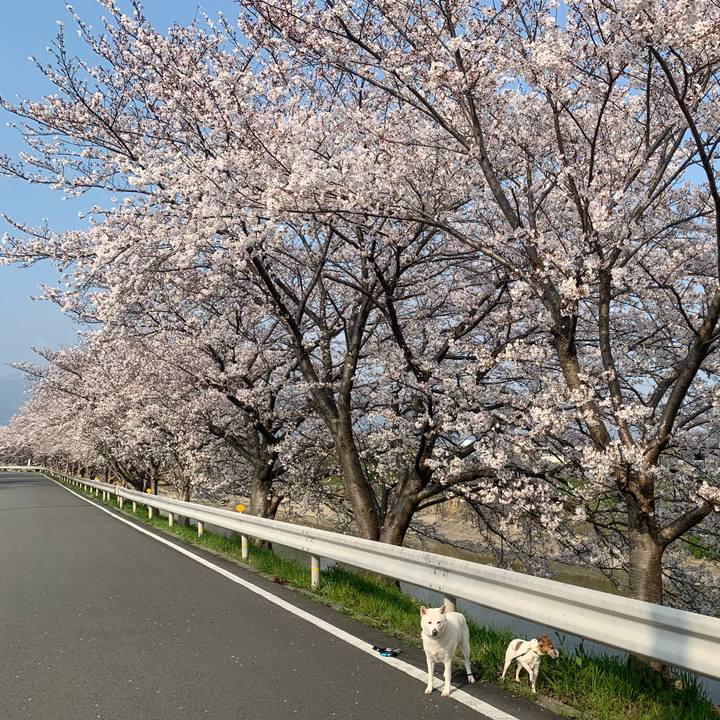 A74f68fb 8e0f 4e60 a56f 1c28aa77ae4c 1554512497870