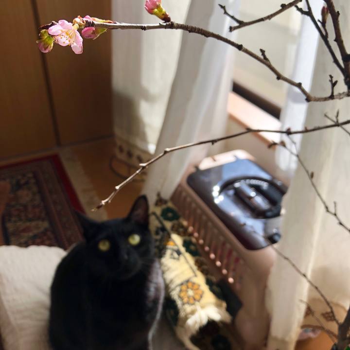 A74f88fe e231 411a 9159 f87501e338d0 1549160642166