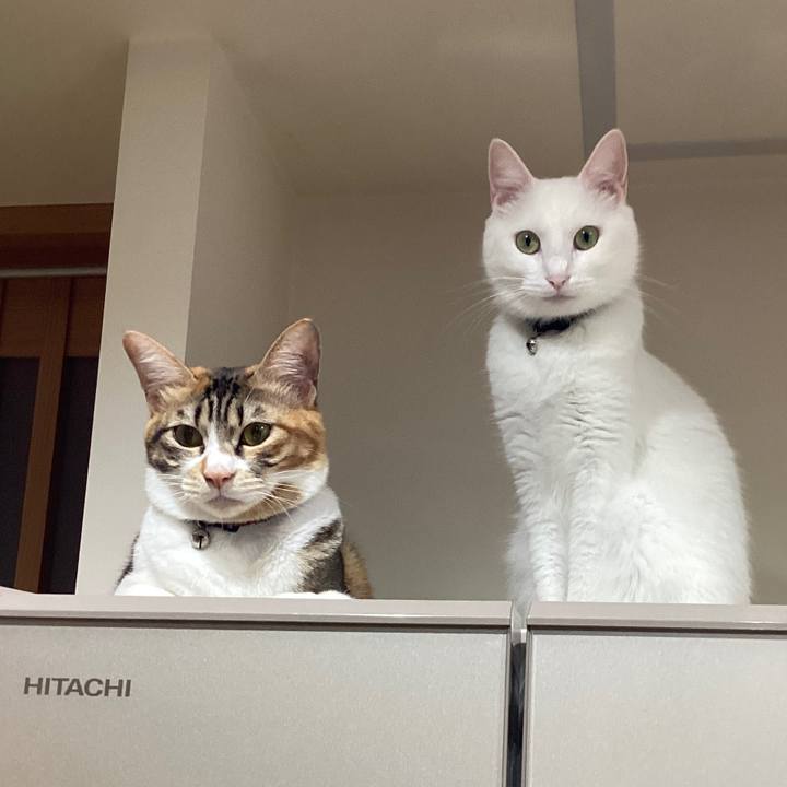 A750a536 6d79 4d66 b0d3 6f49f1980403 1680857584954