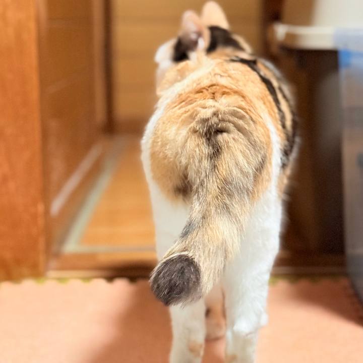 A753b6f2 07a8 4b46 8542 89b619e7e46d 1762131516776