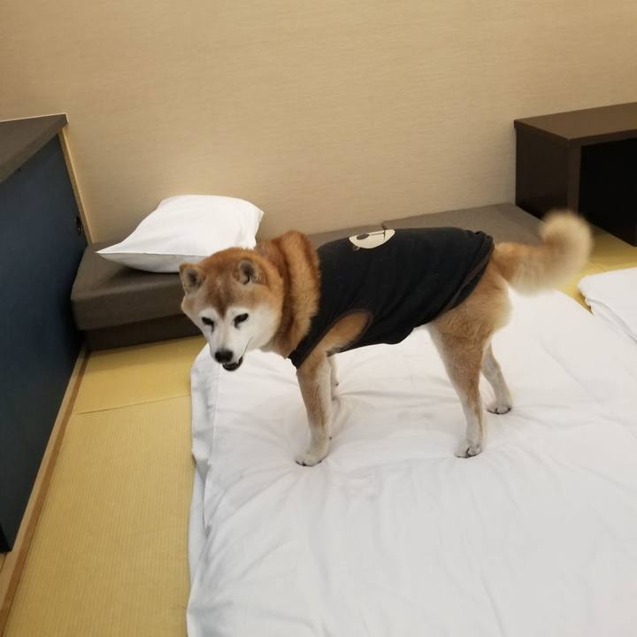 A7570d4d d4da 4810 99ea 0acfe54b89c9 1731543229468