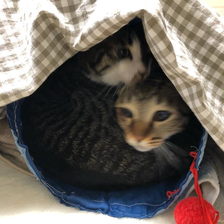 A75a1387 9424 4d37 bfcd 5bc435c4fe69 1550235567005