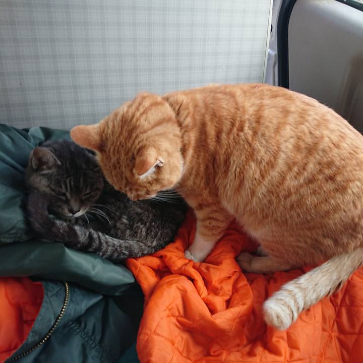 A75e213b de3d 415c 8700 59c0a82eaa0b 1581750221731