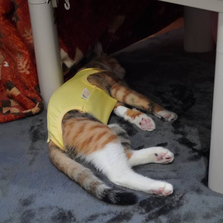 A75eee84 f21b 43cb a021 d2991b1d9861 1578578931694