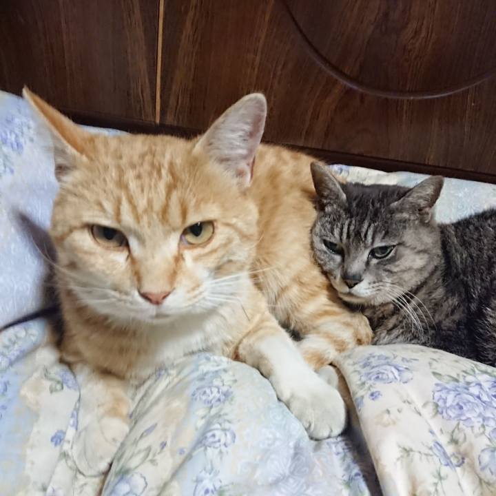 A75f9b12 1f96 4f33 8a1d 266522666d98 1588940603601