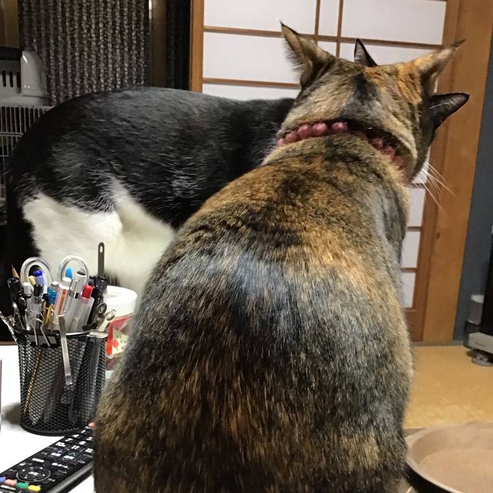 A7610c14 06c5 48ed bb41 fe1bc46ebd6c 1732093637041