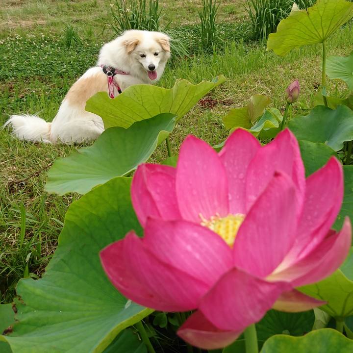 A762a170 9adf 4462 a36a 7a6be7ca1f79 1530073703463