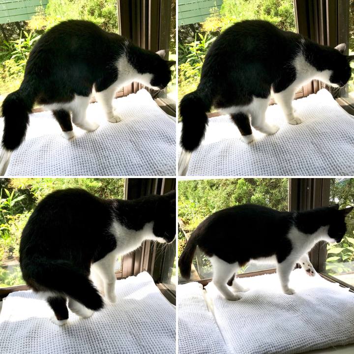 A76351a4 fde4 4187 a3ff e8333b0ffb4c 1529634481736