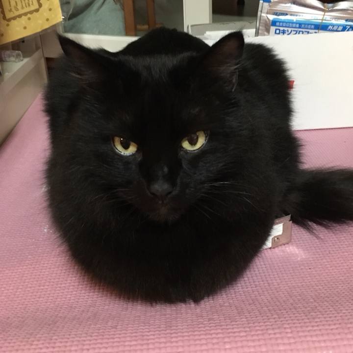 A768a9a2 f487 4a31 9566 d085c9020d0a 1514727539664