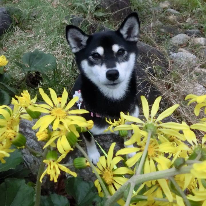 A76d5a19 7c53 4e46 be37 d3aacc1a589c 1509056277349