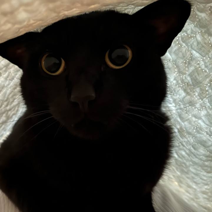 A76e42fa 3de1 4200 ab0e 177b98488ed2 1718842435939