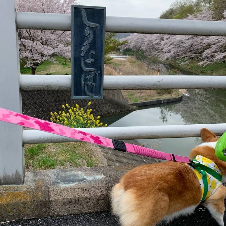 A76e9f09 a2c0 466a aacf 6ed455504040 1617077739004