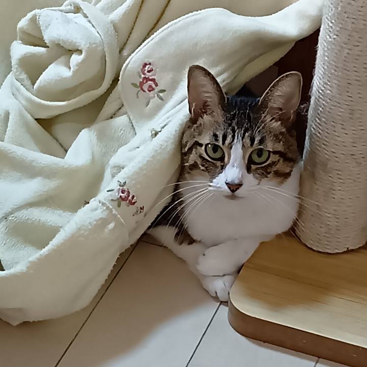 A76f6572 ce69 48c0 85ee 7120d370f66a 1766791781690